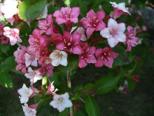 WEIGELIA 'Carnaval'® Weigéla, Weigélie fleurie Plantes Shopping