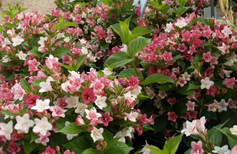 WEIGELIA 'Carnaval'® Weigéla, Weigélie fleurie Plantes Shopping