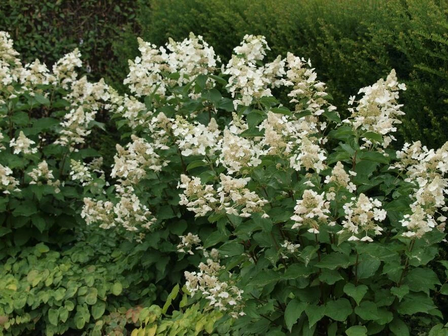 HYDRANGEA paniculata 'White Lady' Hortensia paniculé Plantes Shopping