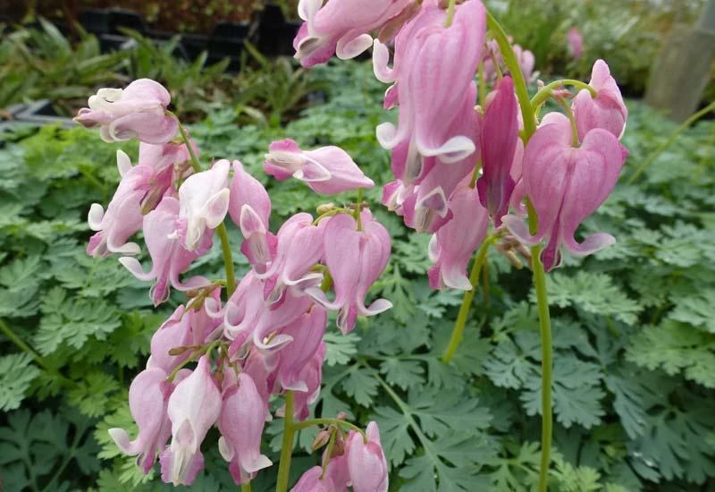 DICENTRA hybride 'King of Hearts' Coeur De Marie Plantes Shopping