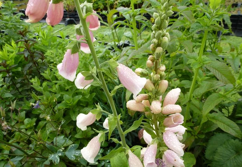 DIGITALIS purpurea 'Sutton's Apricot' Digitale Plantes Shopping
