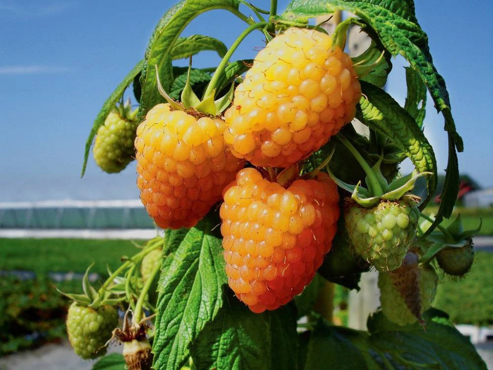 Framboisier remontant 'Golden Everest' | Fruitiers et petits fruits