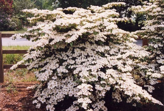 VIBURNUM plicatum 'Pink Beauty' | Arbustes à floraison printanière