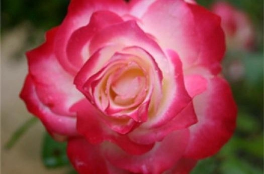 Rosier Jubilé Du Prince De Monaco www.plantes-shopping.fr