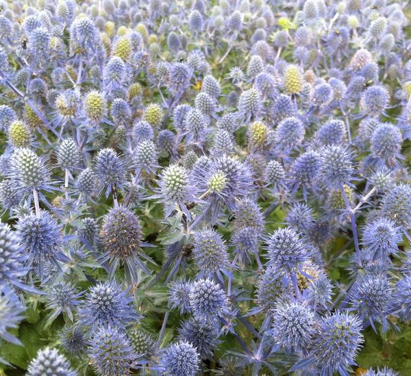 ERYNGIUM planum 'Tiny Jackpot'® Plantes Shopping